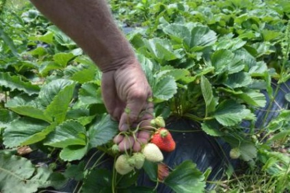 Strawberry Albion A fajta leírása, fotó, vélemények