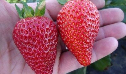 Strawberry Albion Descrierea soiului, foto, recenzii