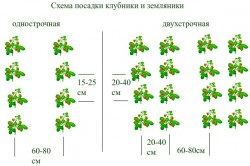 Strawberry Albion cultivare, îngrijire, reproducere