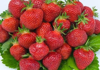 Strawberry Albion cultivare, îngrijire, reproducere