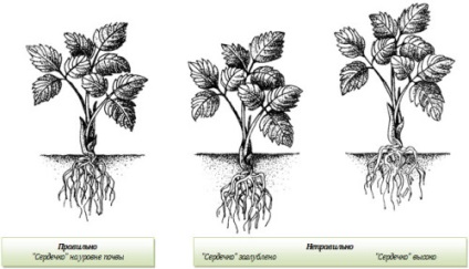 Strawberry Albion termesztés, gondozás, reprodukció