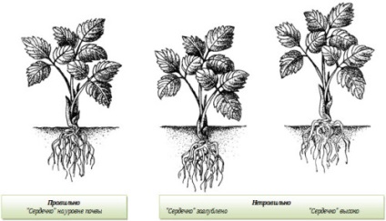 Strawberry Albion cultivare, îngrijire, reproducere