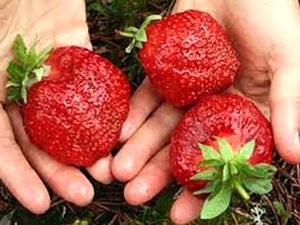 Strawberry gigantella în țară, video