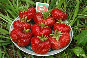 Strawberry gigantella în țară, video