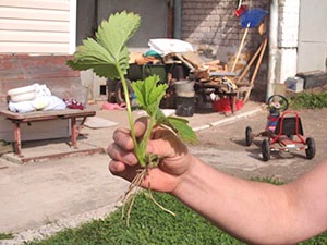 Strawberry gigantella în țară, video