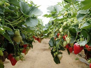 Strawberry gigantella în țară, video