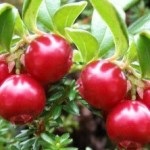 Cranberries cu diabet de tip 2 pot mânca diabetici