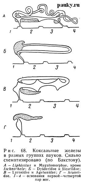 Coxal mirigyek