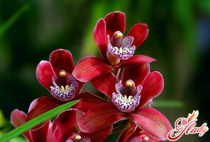 Room Orchid Care pentru o frumusețe tropicală