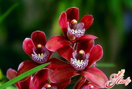 Закрит Orchid Грижа тропическа красота