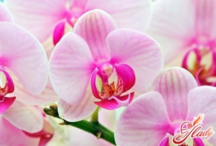 Room Orchid Care pentru o frumusețe tropicală