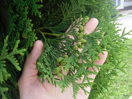 Caracteristici interioare de chiparos de cultivare și reproducere