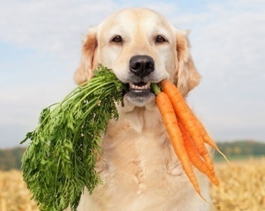 Alimente pentru câini alegerea cea mai bună - livrare către Rusia