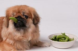 Câini de hrănire cu diabet, portal culinar