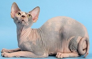 Cat de rasa sphynx sphinx catifea miracol