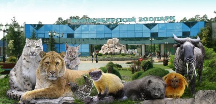 Macska nádas Novoszibirszk állatkertje