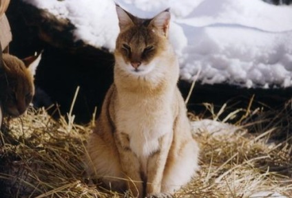 Cat de trestie Novosibirsk zoo