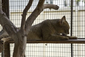 Cat de trestie (casa)