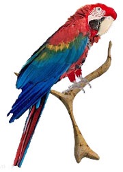 Red macaw, macaw macaw, arakanga, aura stacojiu, biologie, descriere, reproducere, culoare,
