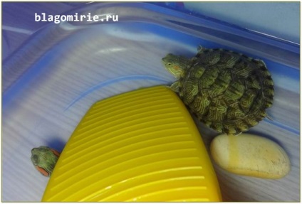 Red-bellied broasca țestoasă de întreținere și îngrijire la domiciliu