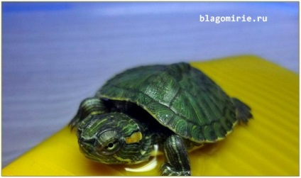 Red-bellied broasca țestoasă de întreținere și îngrijire la domiciliu
