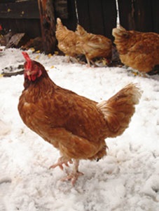 Az egyik lábán lévő csirke hidegen áll - 100709-19 kép