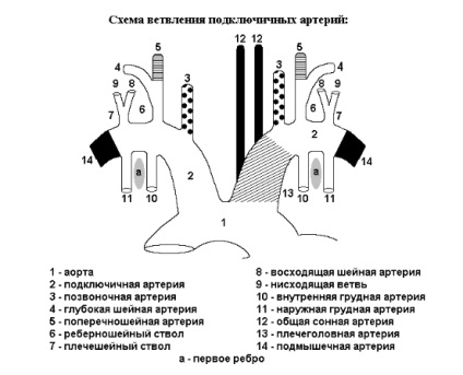 Lucrare de anatomie