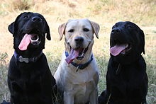 Labrador Retriever este