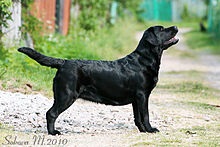 Labrador Retriever este