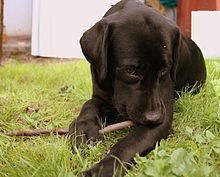 Labrador Retriever este