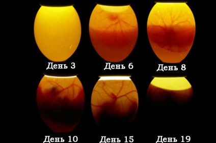 Leggorn în-33 caracteristici și creșterea de pui pitic