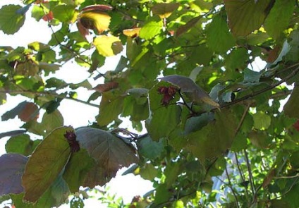 Hazel, căpșuni (corilus)