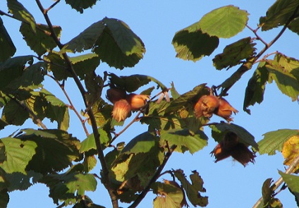 Hazel, căpșuni (corilus)