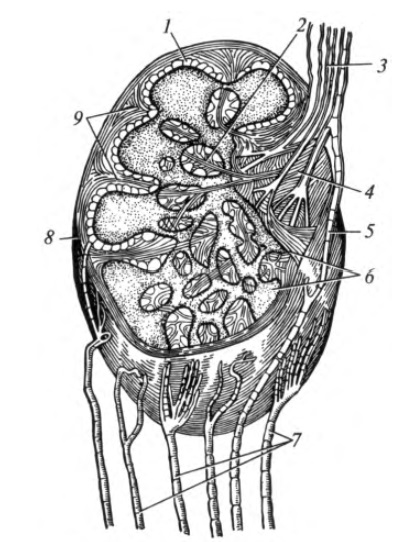 Sistemul limfatic - pagina 10