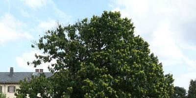 Arbori frunziși - soiuri, plantare, creștere, îngrijire și reproducere