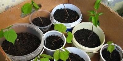 Arbori frunziși - soiuri, plantare, creștere, îngrijire și reproducere