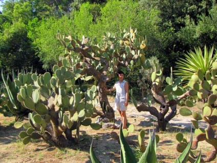 Lokrum, insula lokrum