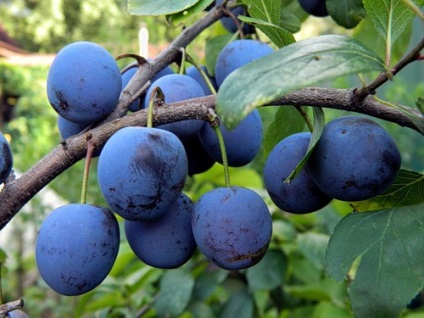 Cele mai bune soiuri de prune, consultanță floricolă