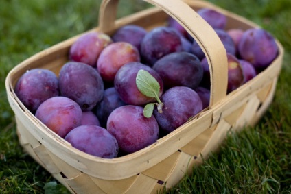 Cele mai bune feluri de prune pentru casele de vară