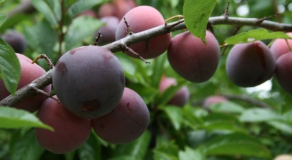 Cele mai bune feluri de prune pentru casele de vară