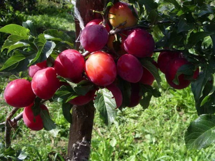 Cele mai bune feluri de prune pentru casele de vară