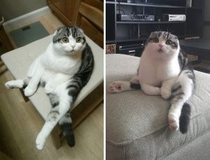 Oamenii împărtășesc fotografiile pisicilor lor care se comportă ciudat