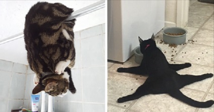 Az emberek megosztják a furcsa viselkedésű macskáikról készült fotókat