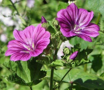 MALVA de plantare pe termen lung și de îngrijire a fotografiilor de mosc, dendritice, roz și alte soiuri