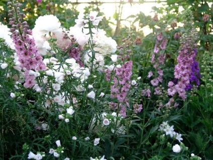 Malva plantare perene și de îngrijire, în creștere în aer liber, fotografie în design peisagistic