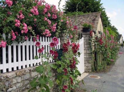 Malva plantare perene și de îngrijire, în creștere în aer liber, fotografie în design peisagistic