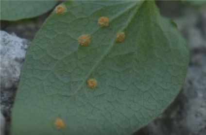 Malva plantare perene și de îngrijire, în creștere în aer liber, fotografie în design peisagistic