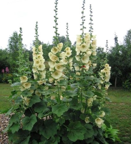Malva (secetă, tulpină) - cultivarea și îngrijirea unei flori