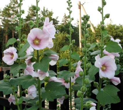 Malva (secetă, tulpină) - cultivarea și îngrijirea unei flori