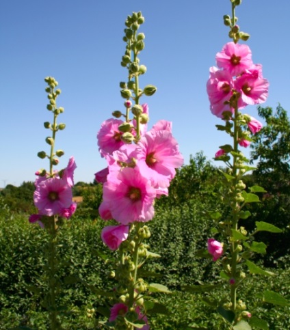 Malva (mályva, szár-rózsa) - virág termesztése és gondozása